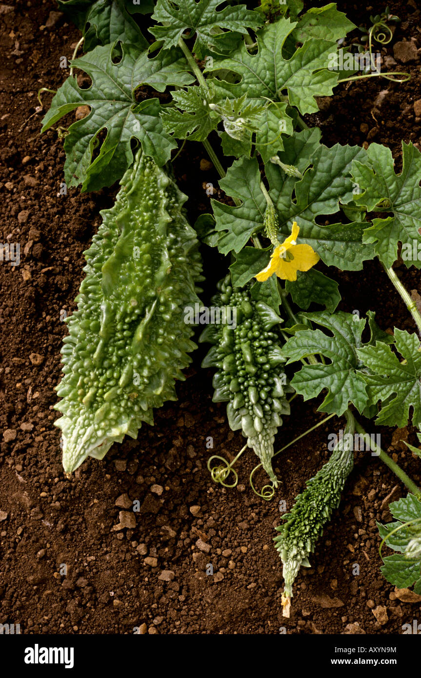 Gourd amaro in fattoria Foto Stock