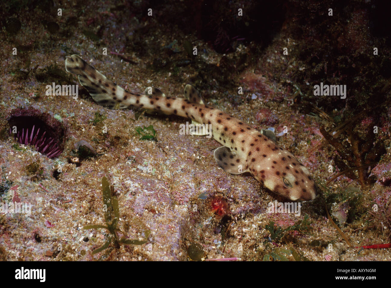 Si rigonfiano shark Cephaloscyllium ventriosum Foto Stock