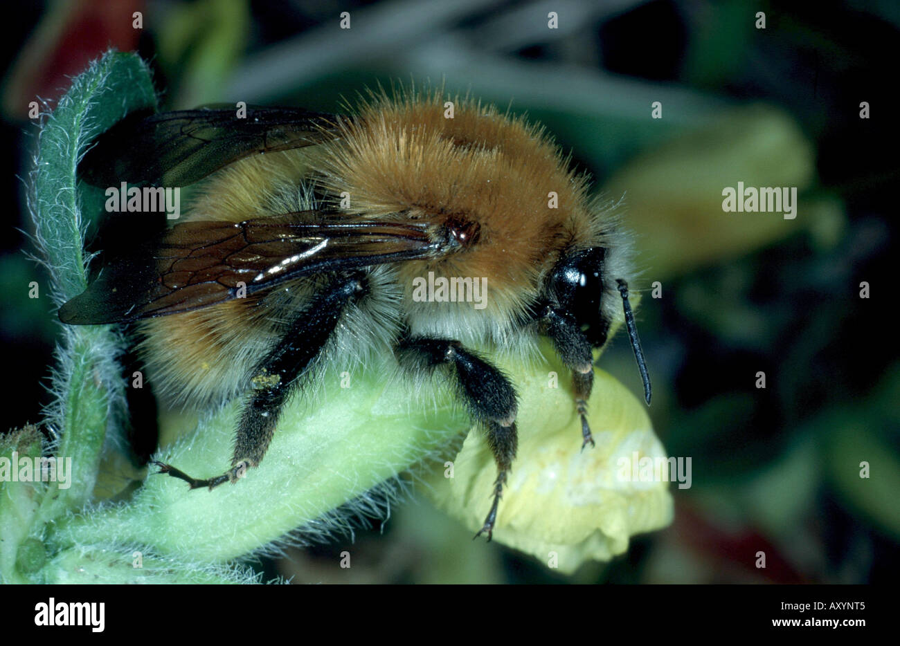 Carda bee, comune carda bee (Bombus pascuorum, Bombus agrorum), la visita di fiore, cerca di nettare Foto Stock