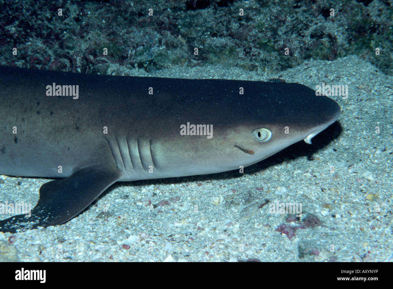 Whitetip reef shark Triaenodon obesus Foto Stock