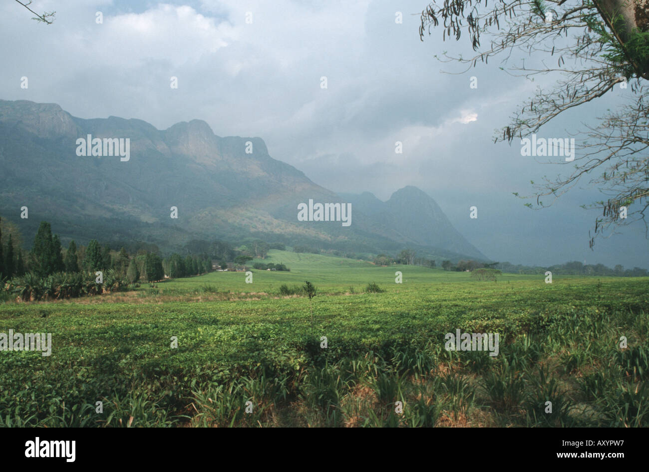 La piantagione di tè di fronte alla montagne Mulanje, Malawi, Phalombe pianura, Mulanje Foto Stock