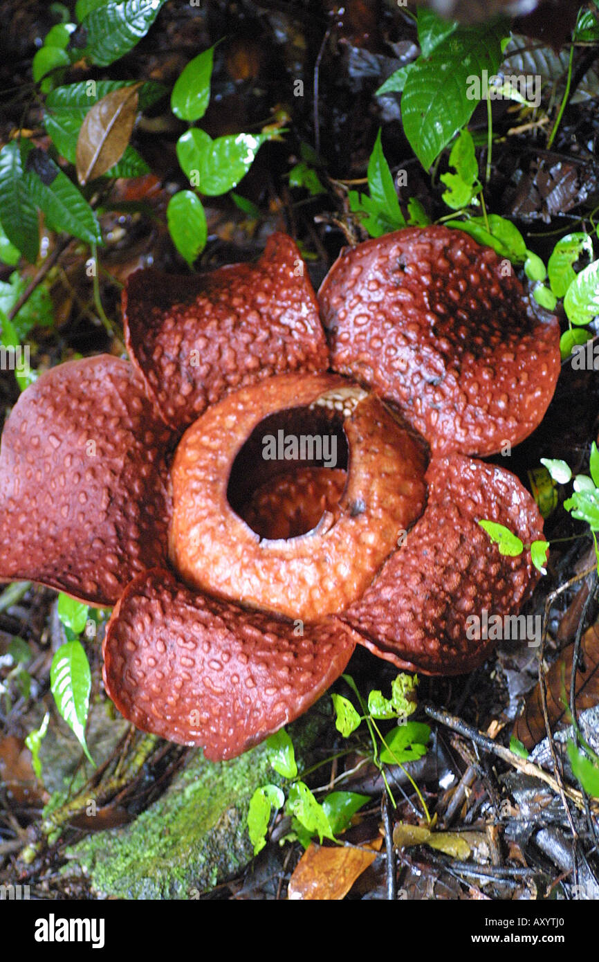 Fiore gigante (Rafflesia arnoldii), il più grande fiore del mondo, Borneo  Foto stock - Alamy