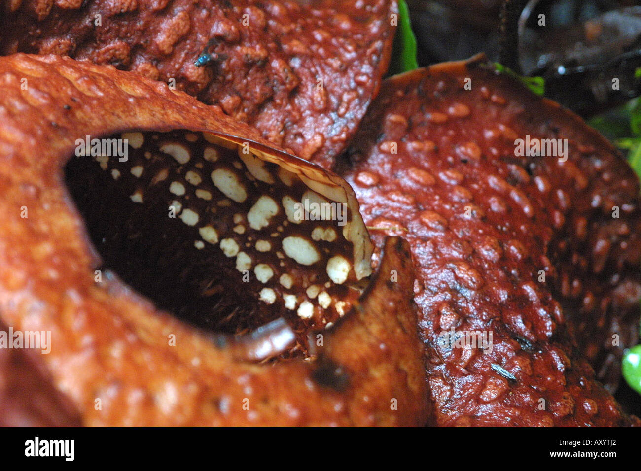 Fiore gigante (Rafflesia arnoldii), il più grande fiore del mondo, dettaglio Borneo Foto Stock