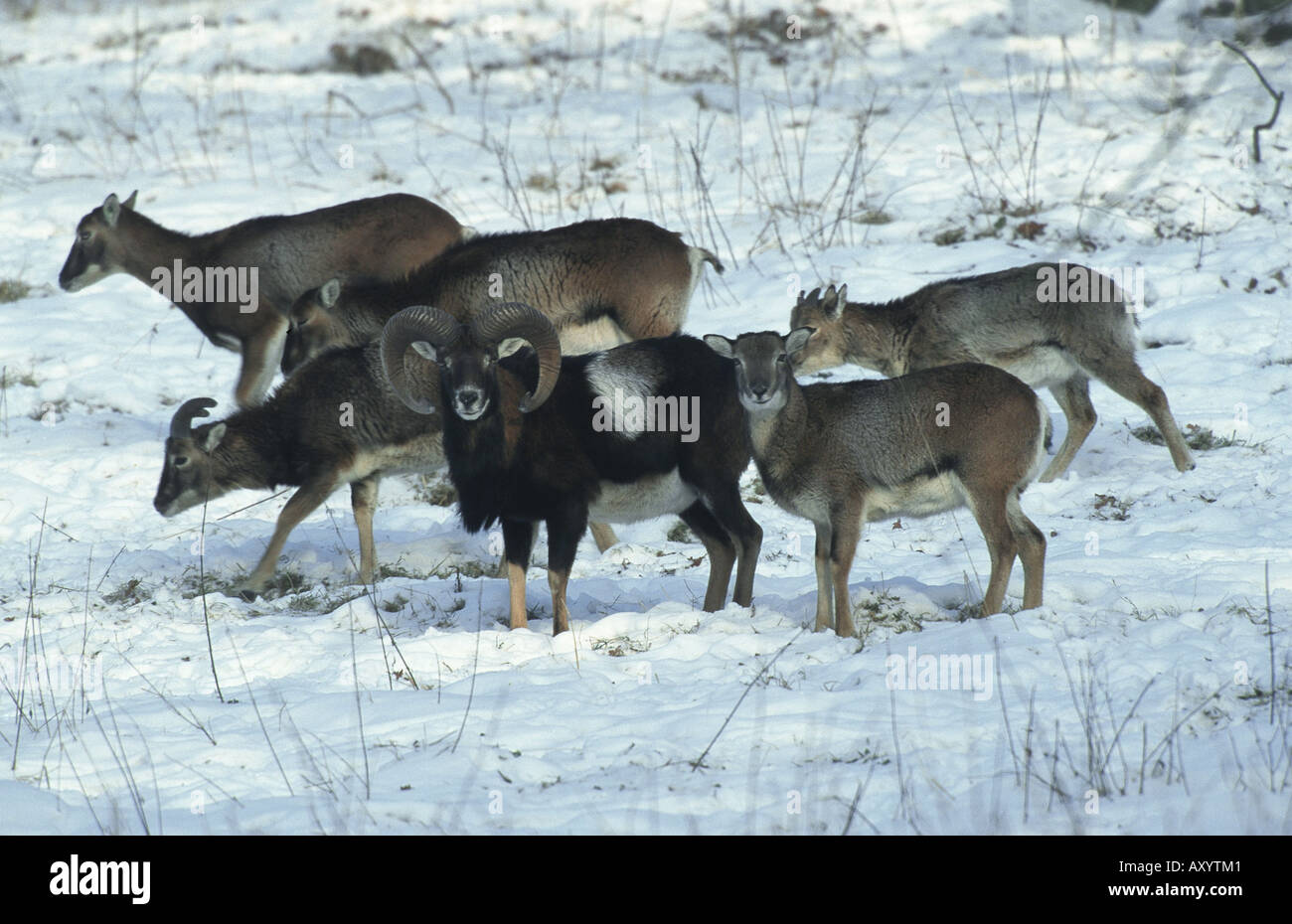 Muflone (Ovis musimon), gruppo nella neve, alla ricerca di cibo Foto Stock