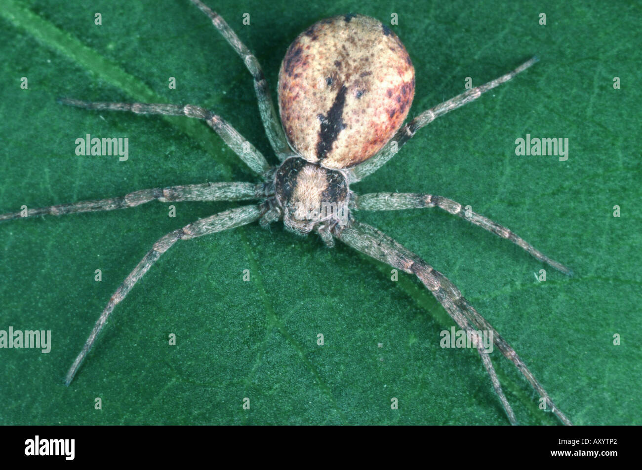 Esecuzione di ragno granchio, Philodromid ragno granchio (Philodromus aureolus) Foto Stock