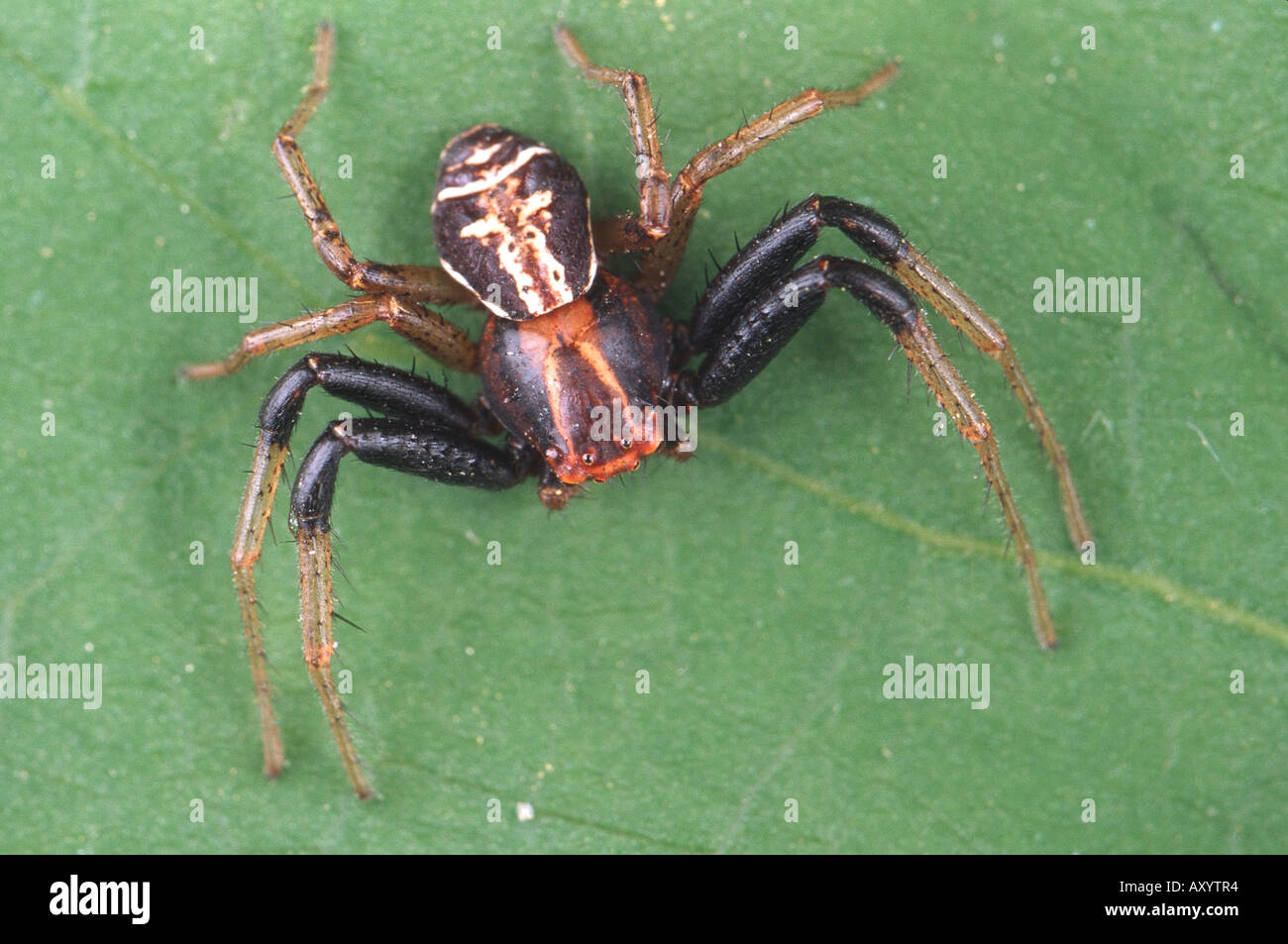 Il ragno granchio (Xysticus ulmi), maschio Foto Stock