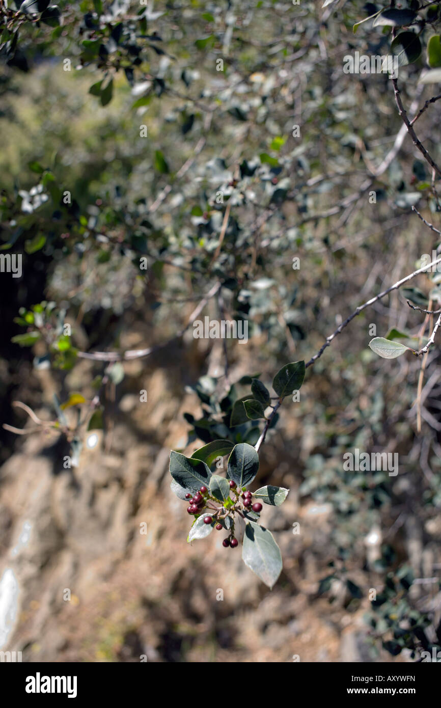 Frangola bacche ( Rhamnus alaternus L ) famiglia Rhamnaceae italiano o mediterraneo frangola in primavera Foto Stock