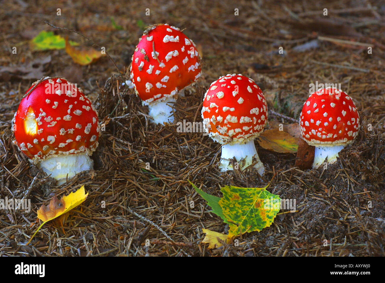 Fly agaric (amanita muscaria), di corpi fruttiferi Foto Stock