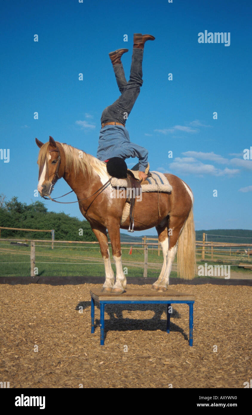 Cavalli domestici (Equus przewalskii f. caballus), circus lession Foto Stock