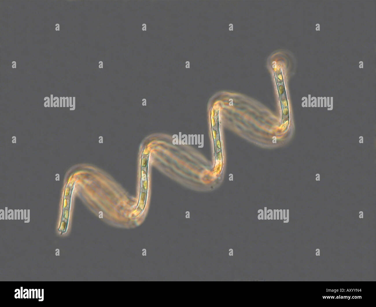 Melosira (Melosira granulata angustissima f. spiralis), con contrasto di fase MRI Foto Stock