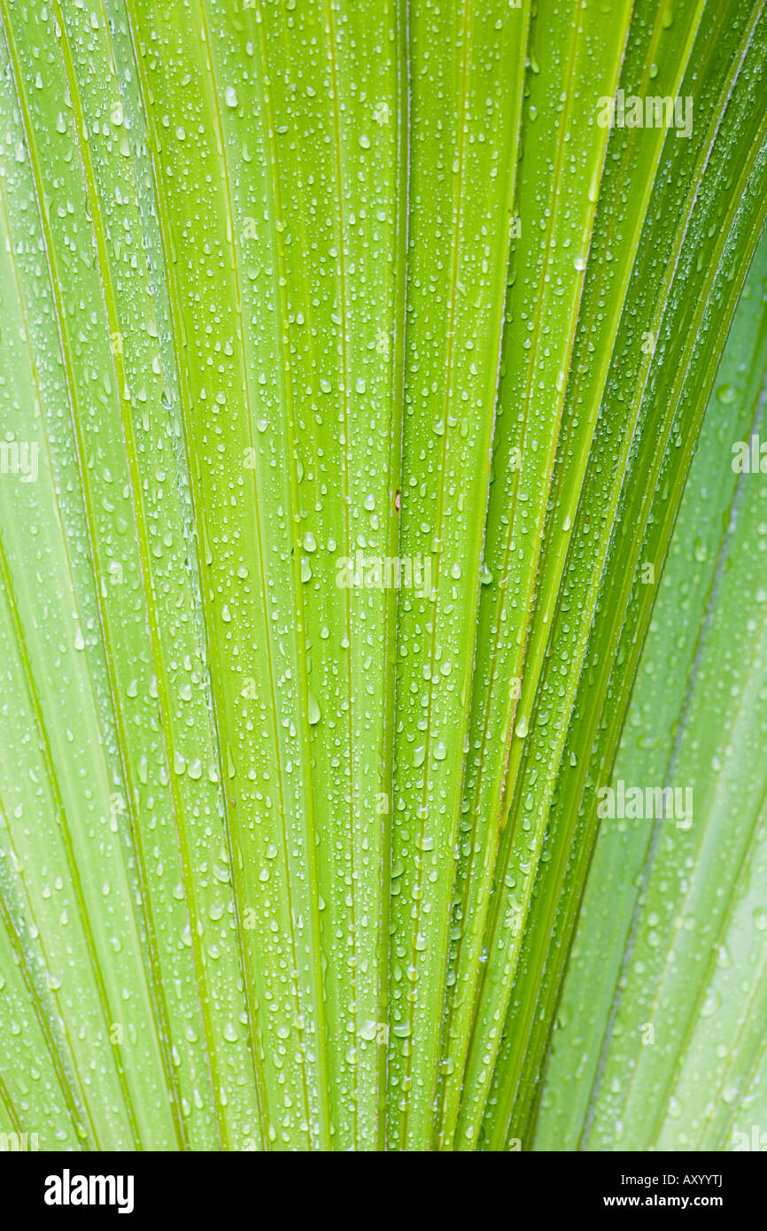 Gocce d'acqua su una foglia di un palmtree Foto Stock