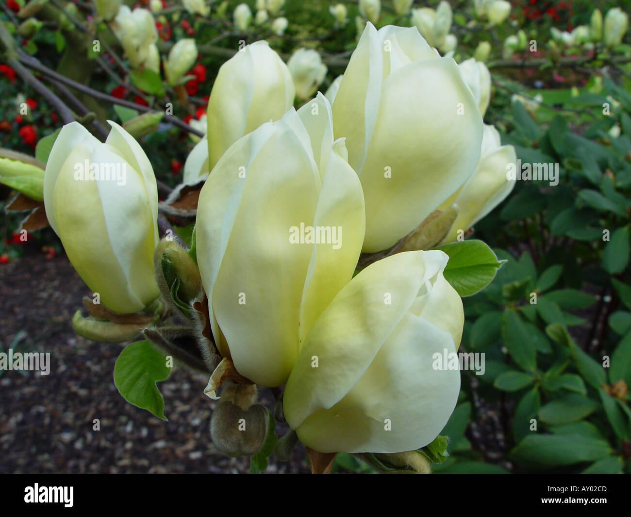 X Magnolia soulangeana febbre gialla l'Albero dei tulipani Foto Stock