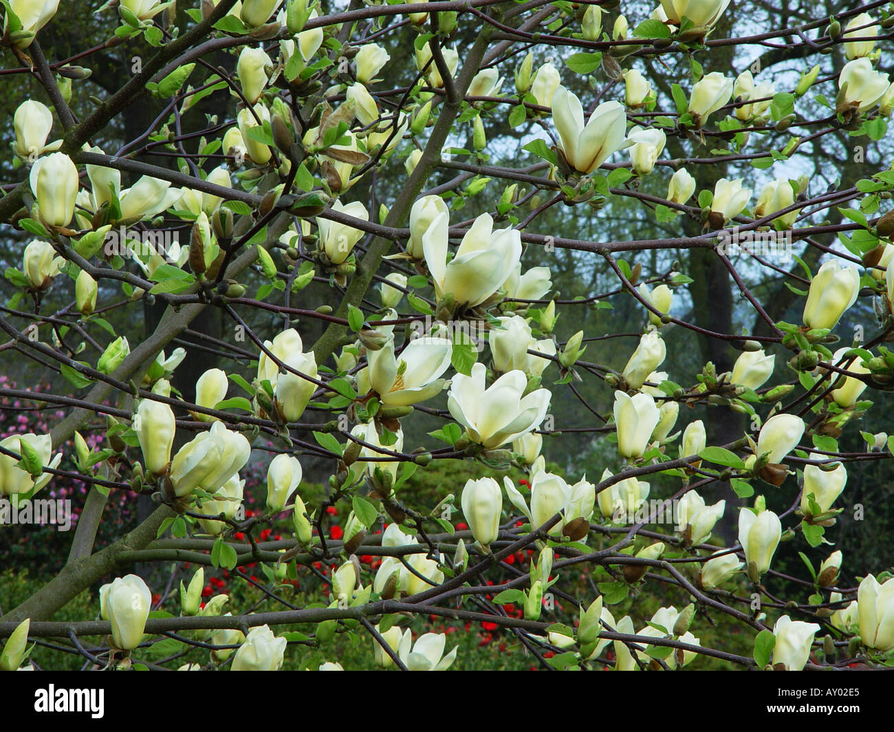 X Magnolia soulangeana febbre gialla l'Albero dei tulipani Foto Stock