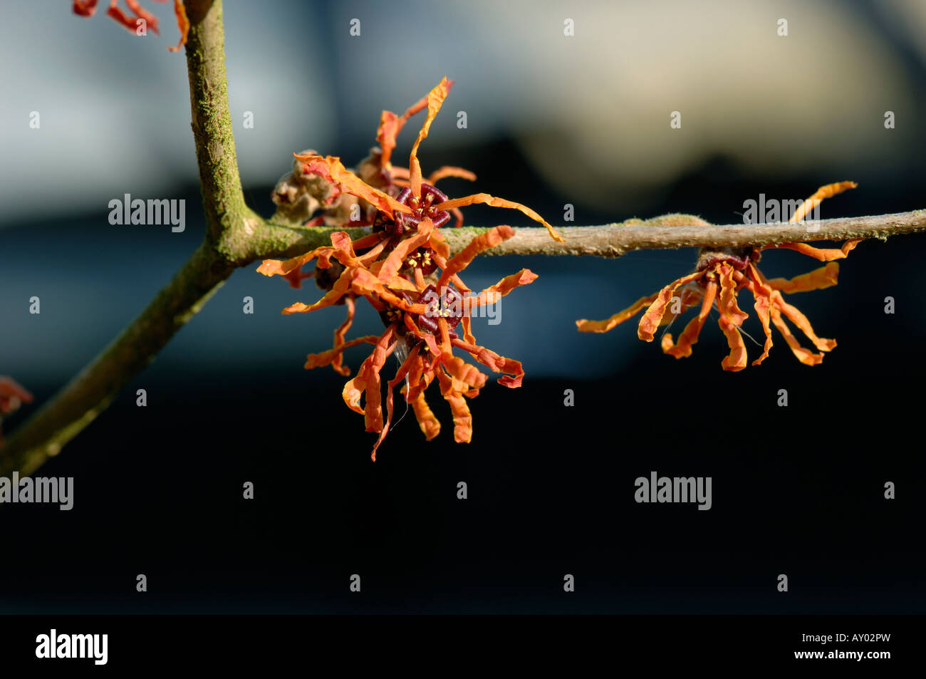 Colore arancio fiori su amamelide Hamamelis x intermedia Afrodite Foto Stock