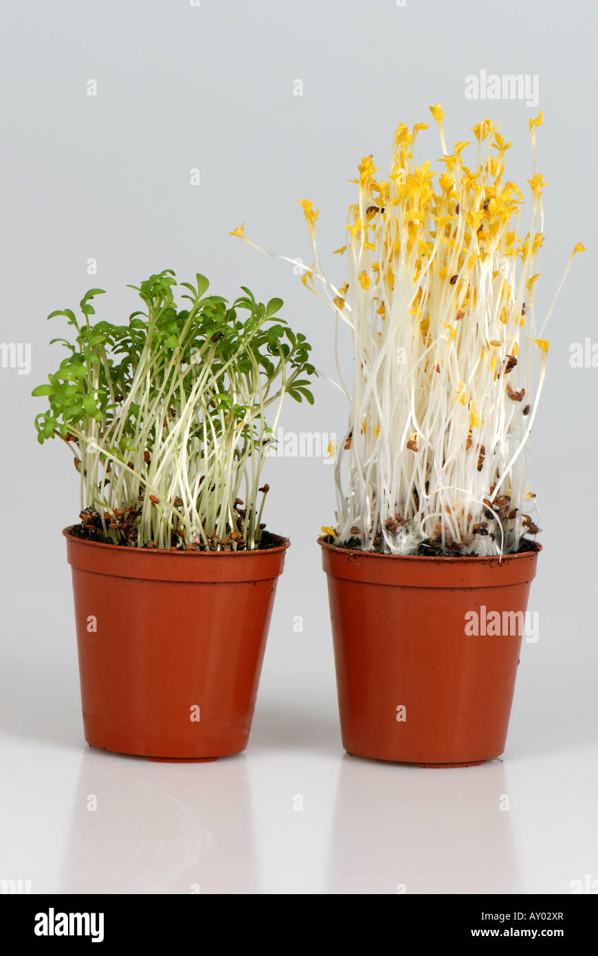 Il crescione piantine cresciute a sinistra in luce normale rispetto a piantine germinate senza luce Foto Stock