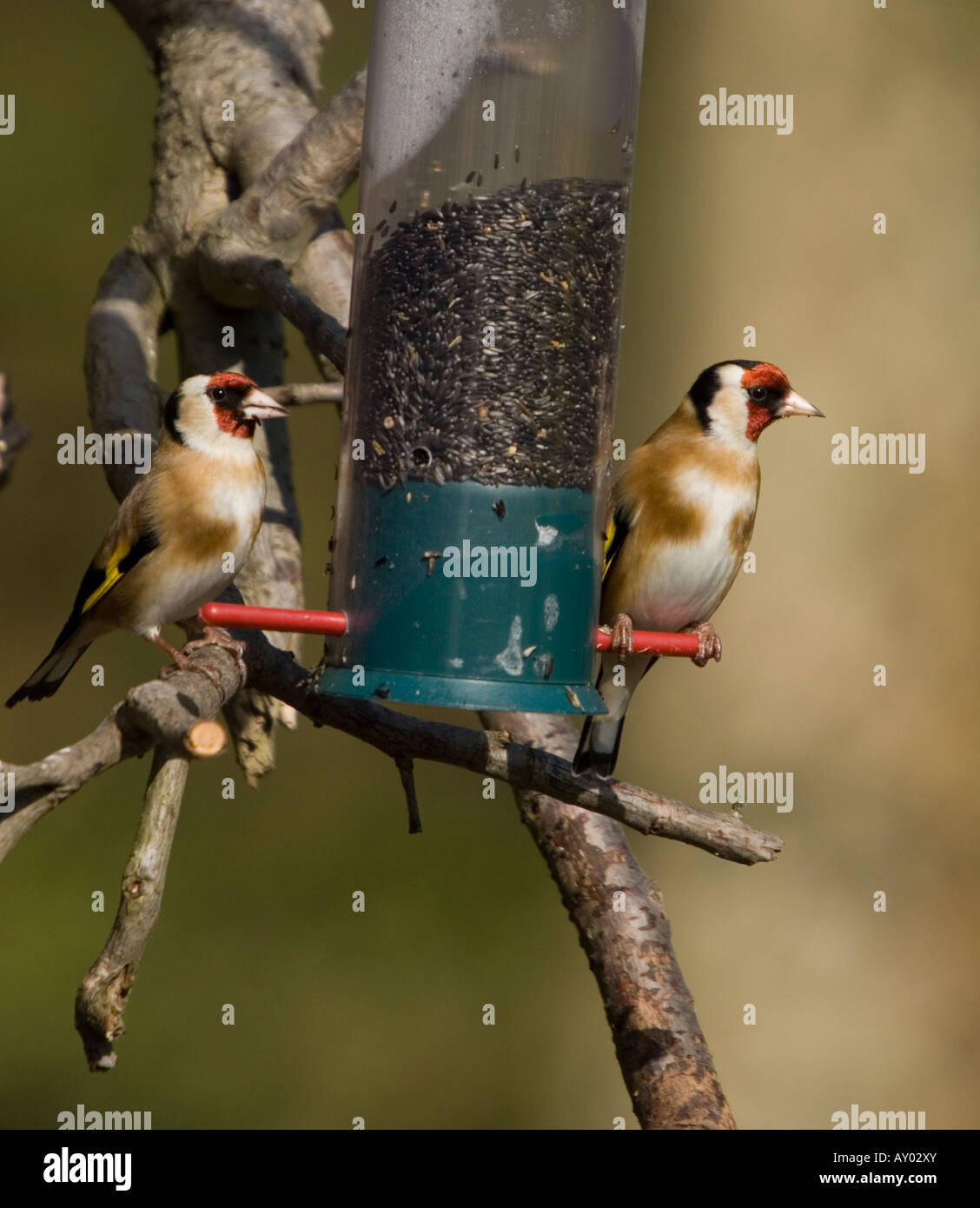 Cardellino sul Niger seme alimentatore - Carduelis carduelis Foto Stock