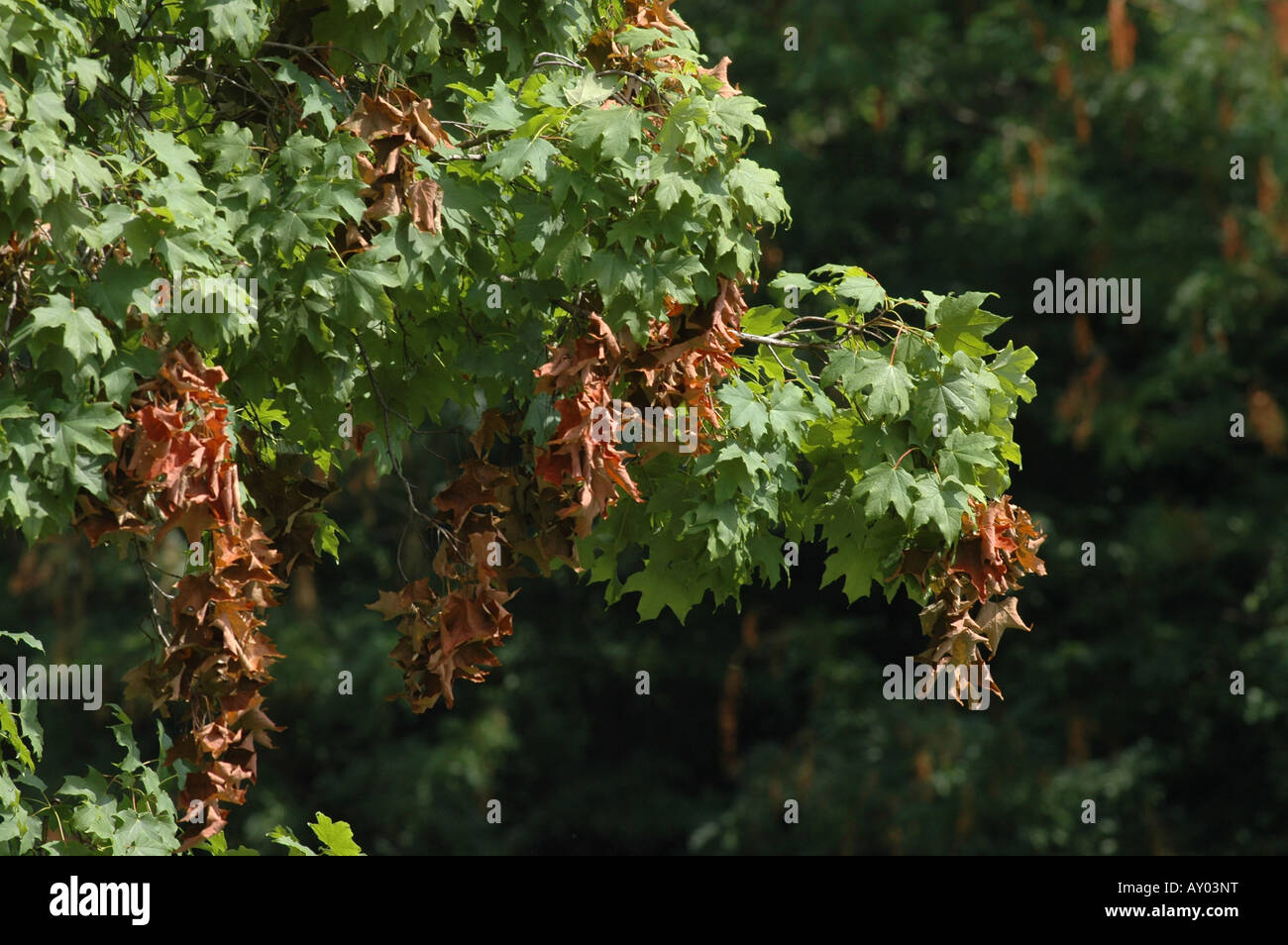 Albero di acero danni cicala periodica 17 anno locust ramo foglie peste di insetto Foto Stock