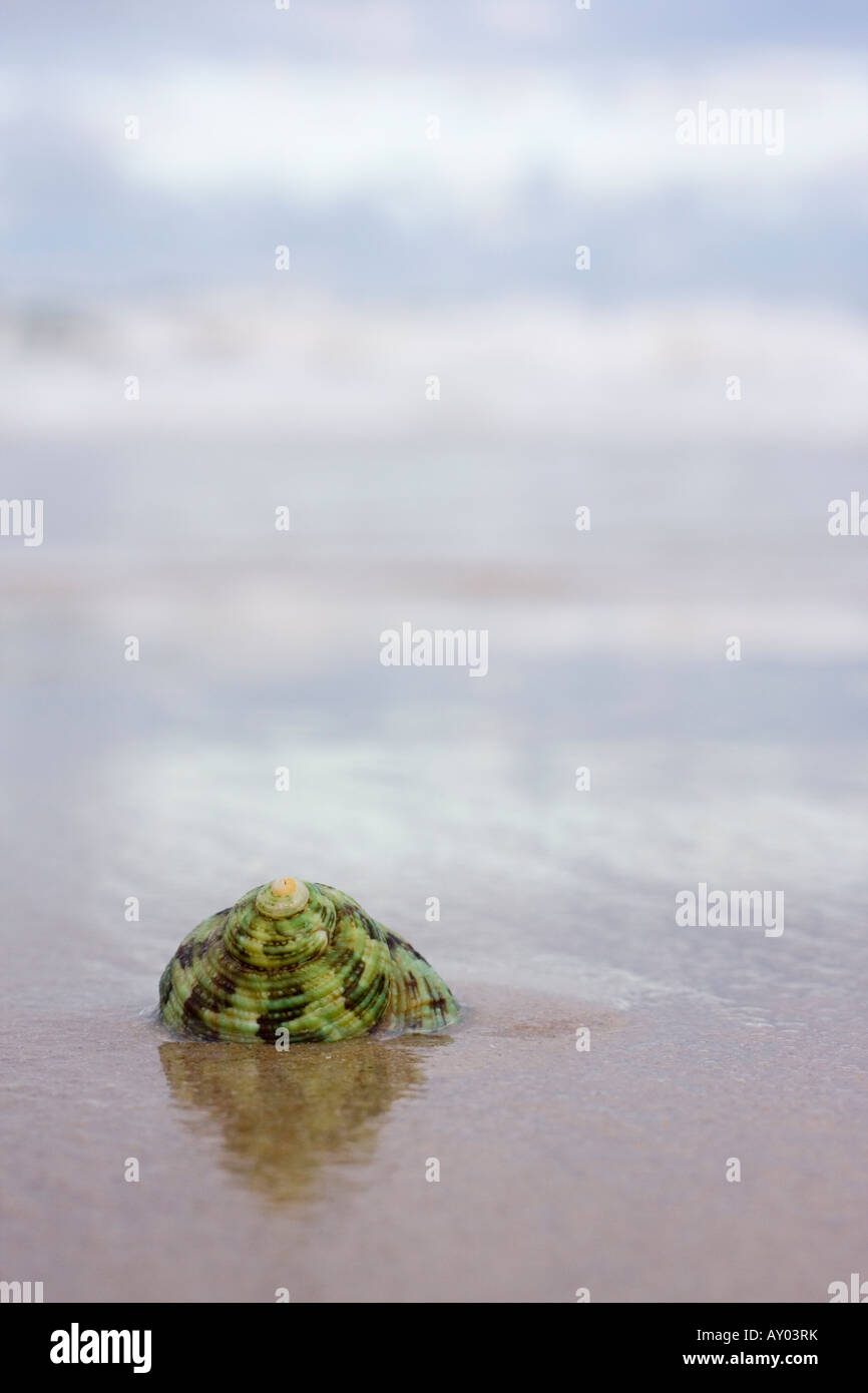Verde della shell su una spiaggia bagnata in estate Foto Stock