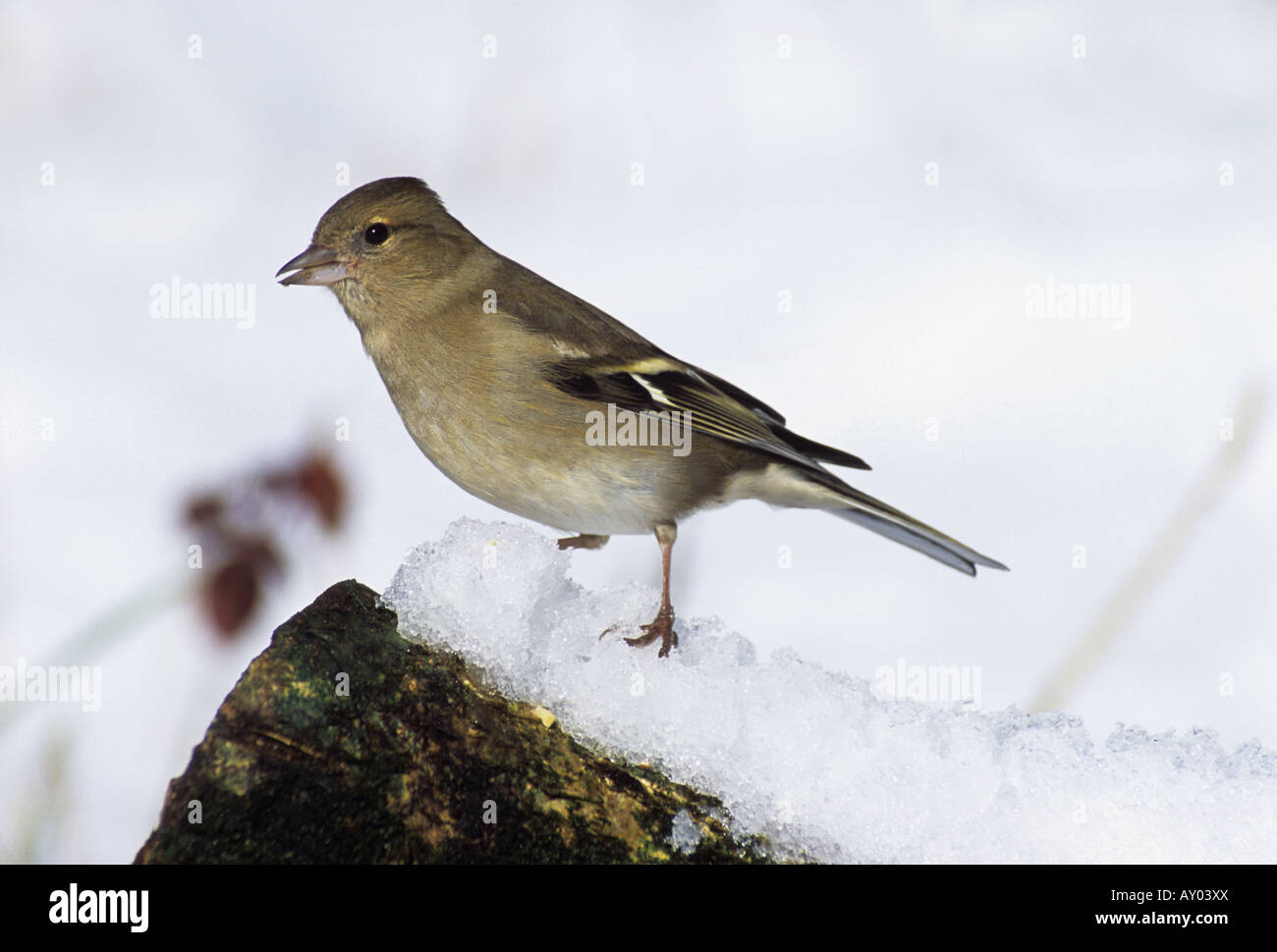 Fringuello Fringilla coelebs femmina neve in Cornovaglia Foto Stock