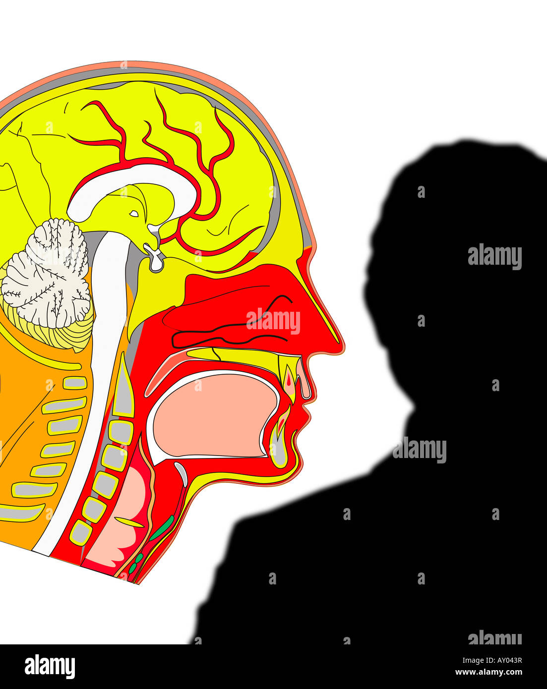 Medico computer di visualizzazione immagine generata della testa umana Foto Stock