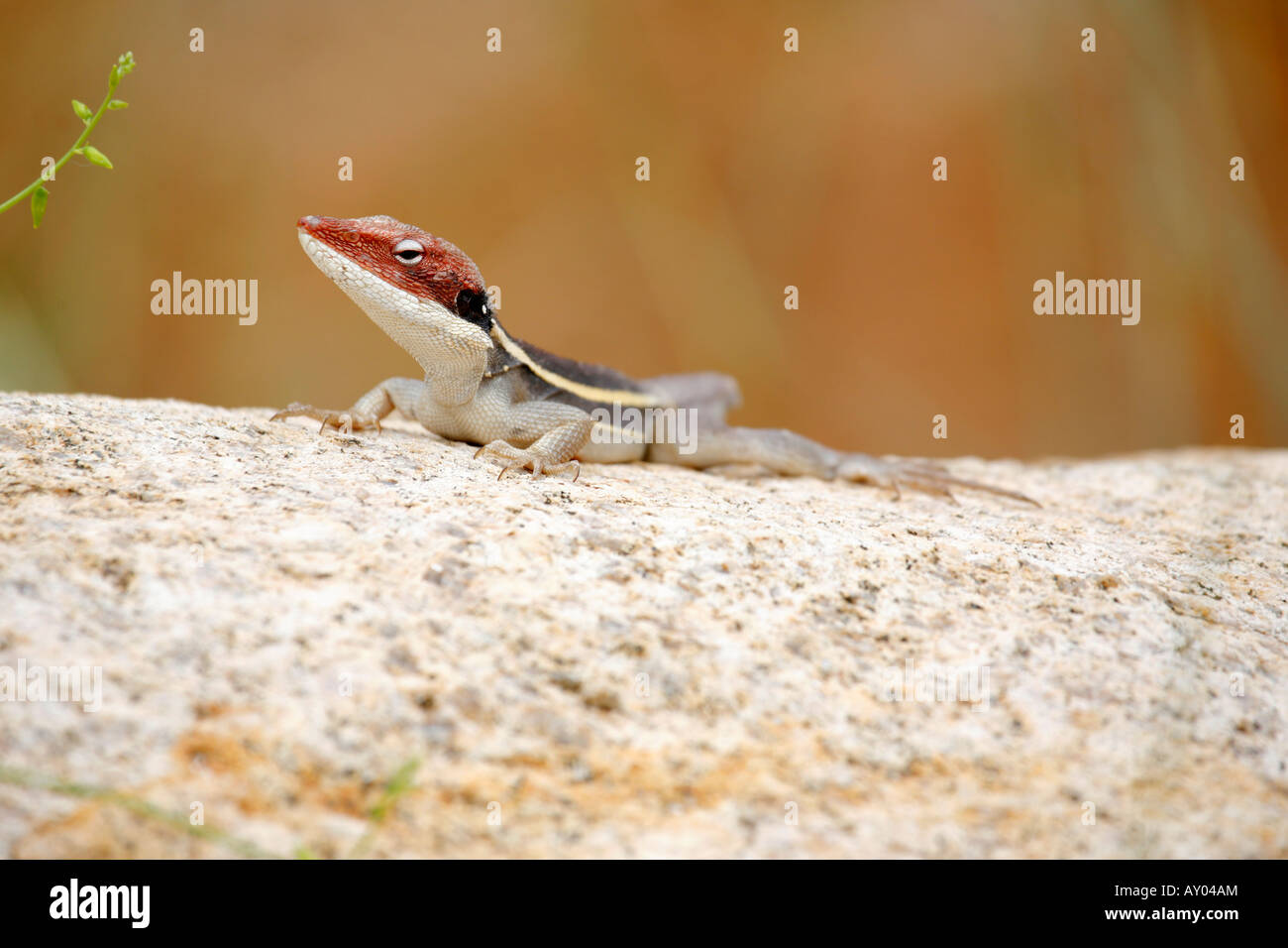 Becchi lunghi Dragon crogiolarvi al sole su una roccia nel centro rosso dell'Australia Foto Stock