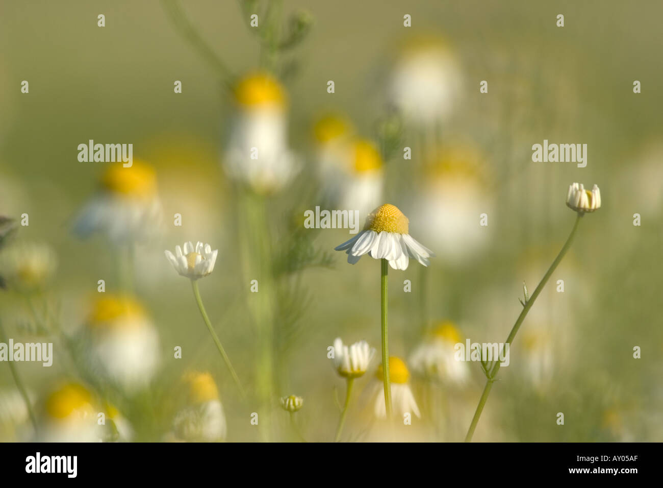 La Camomilla tedesca Bavaria Germania Europa chamomilla recutita Matricaria Foto Stock