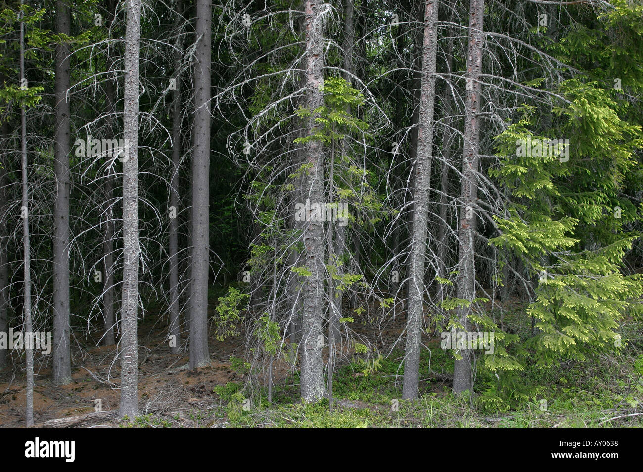 foresta oscura Foto Stock