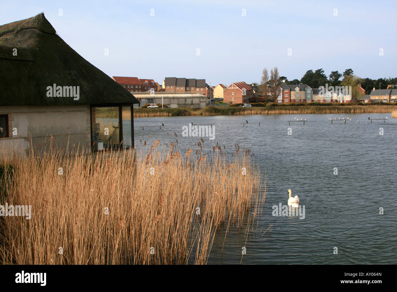 Radipole lake è una riserva naturale gestita dalla Royal Society per la protezione degli uccelli in Weymouth Dorset England Regno unito Gb Foto Stock Radipole lake è una riserva naturale gestita dalla Royal Society per la protezione degli uccelli in Weymouth Dorset England Regno unito Gb Foto Stock