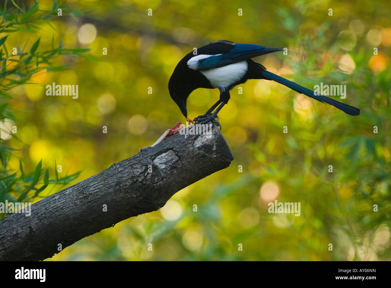 Una gazza Felis silvestris domesticus Foto Stock