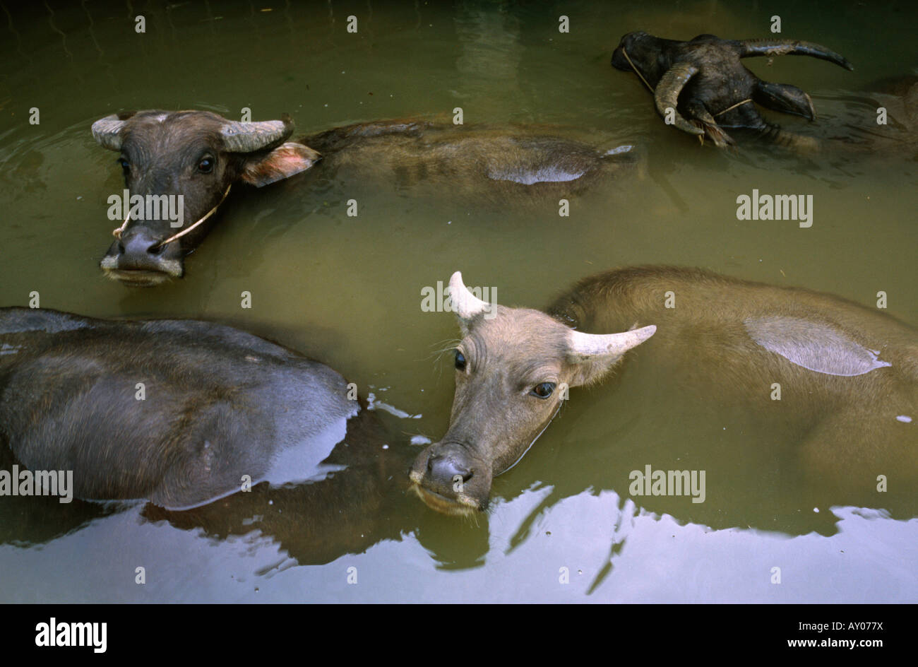 Agosto 21, 2006 - bovini godendo di una vasca da bagno al di fuori di Yangshuo nella provincia cinese del Guangxi. Foto Stock