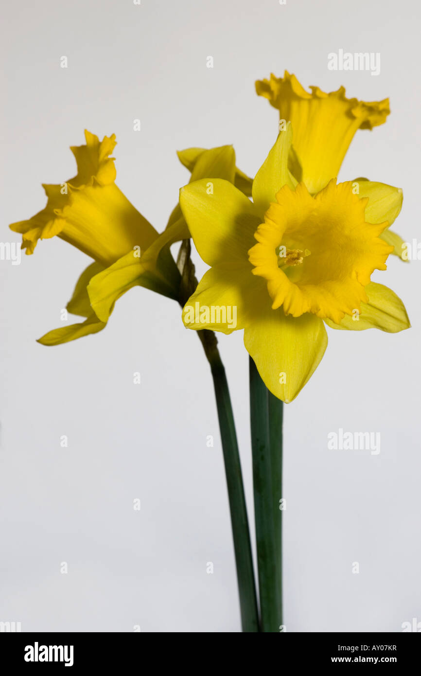 Il daffodils. Tre fiori. Foto Stock