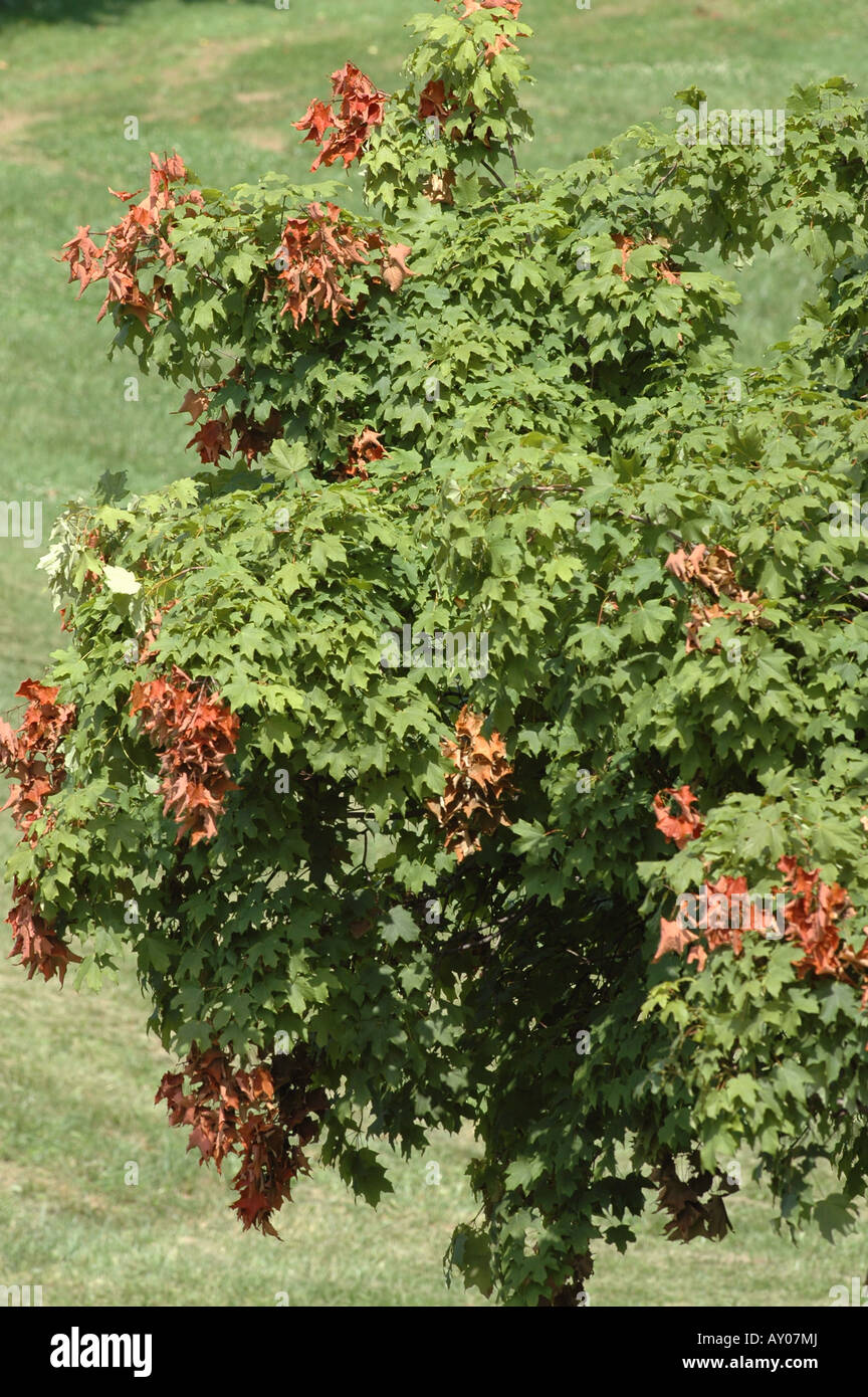 Albero di acero danni cicala periodica 17 anno locust ramo foglie peste di insetto Foto Stock
