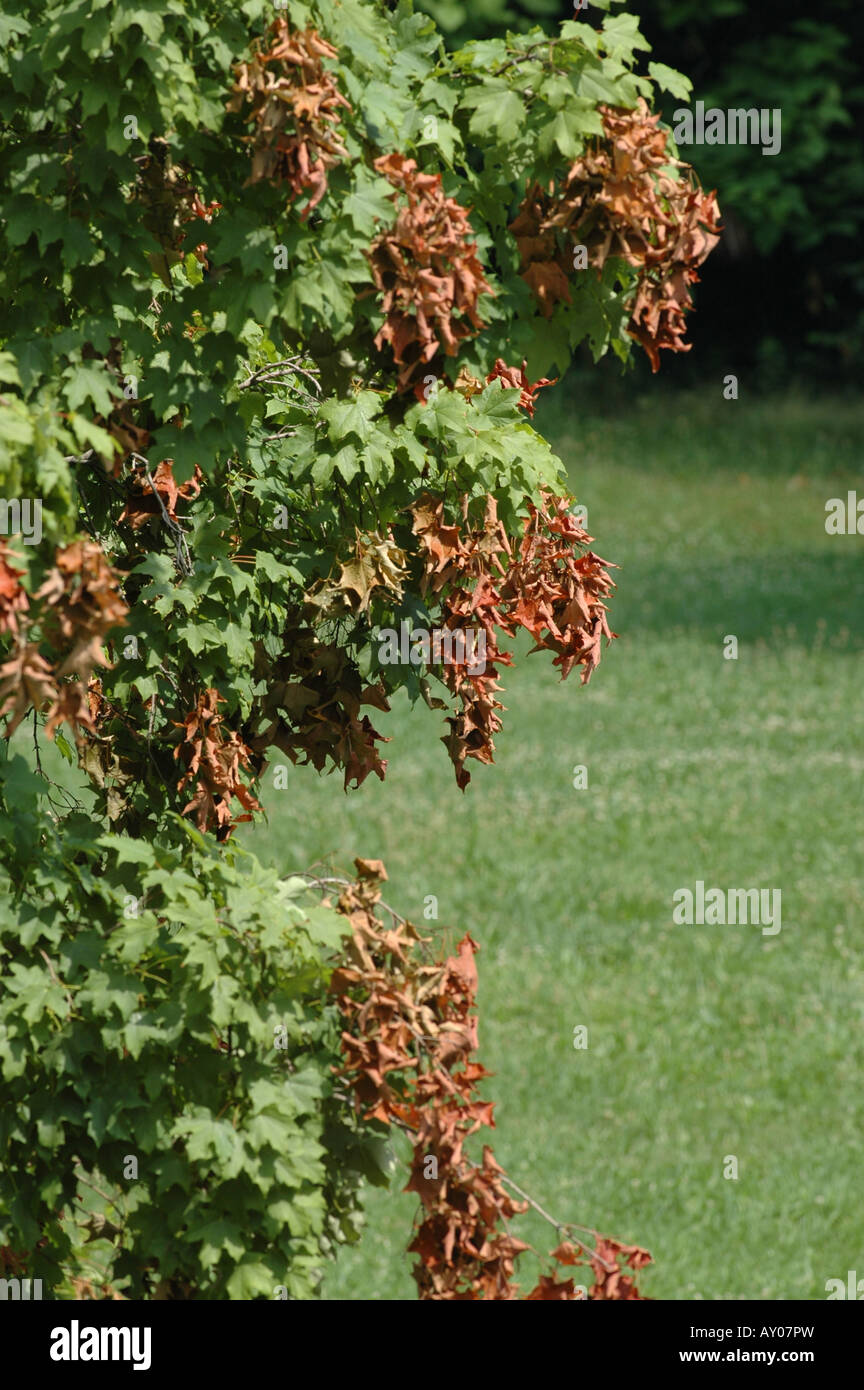 Albero di acero danni cicala periodica 17 anno Foto Stock