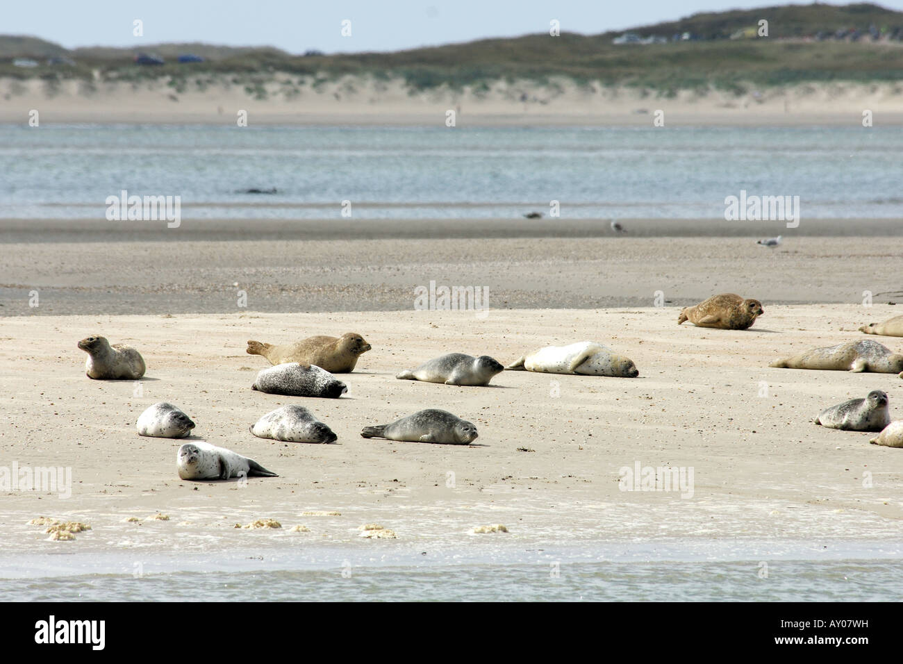 Phoca vitulina foca porto pinnipedi tenuta mammiferi mammiferi Texel mare isole Frisone Freesland Olanda Holland Mare del Nord Mar Foto Stock