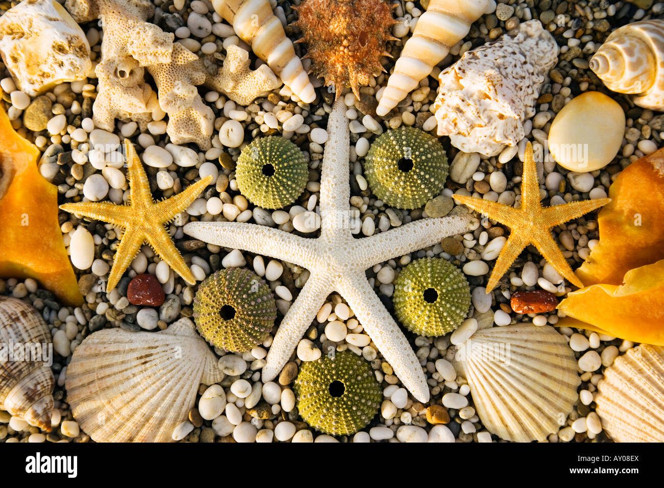 Sardegna Italia conchiglie di mare e pesce a stella Foto Stock