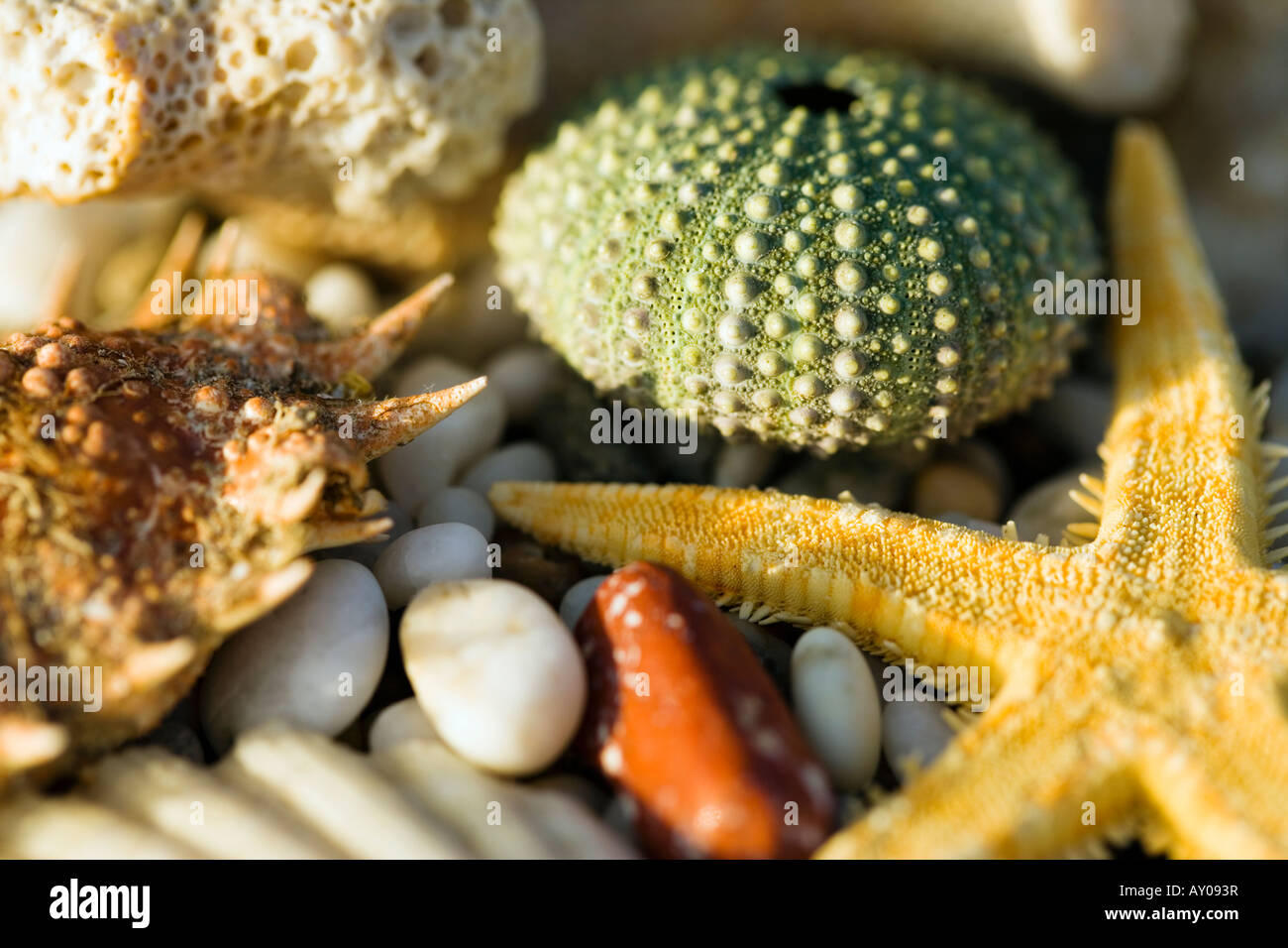 Sardegna Italia conchiglie di mare e pesce a stella Foto Stock