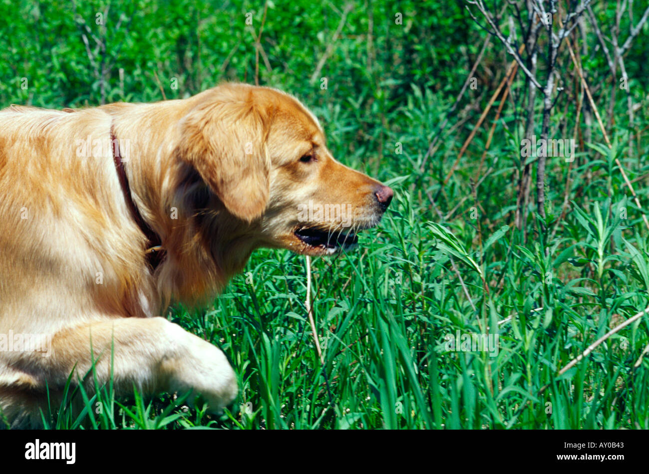 Il Golden Retriever cane caccia in un campo Foto Stock