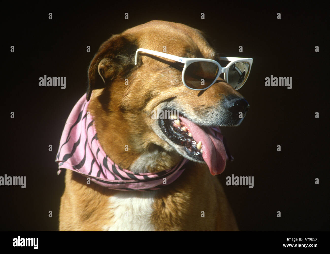 Cane con occhiali da sole e bandana Foto Stock