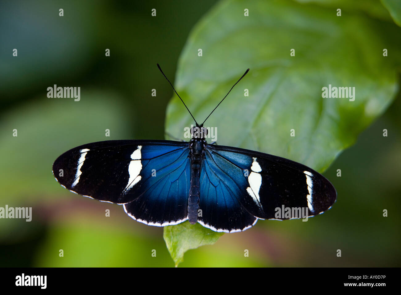 Heliconius Sara Theudela butterfly Foto Stock