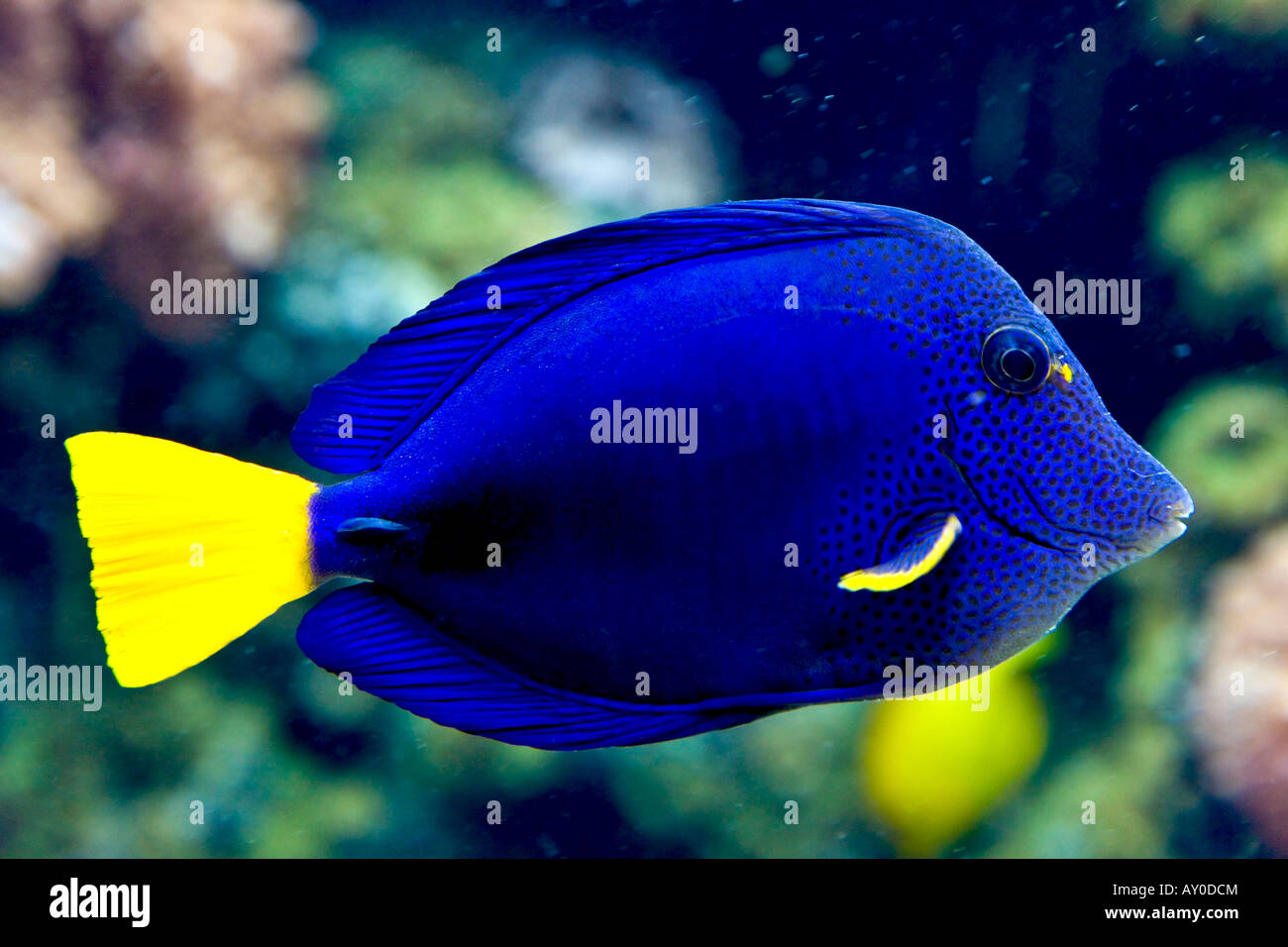 Indian limanda angelfish Foto Stock