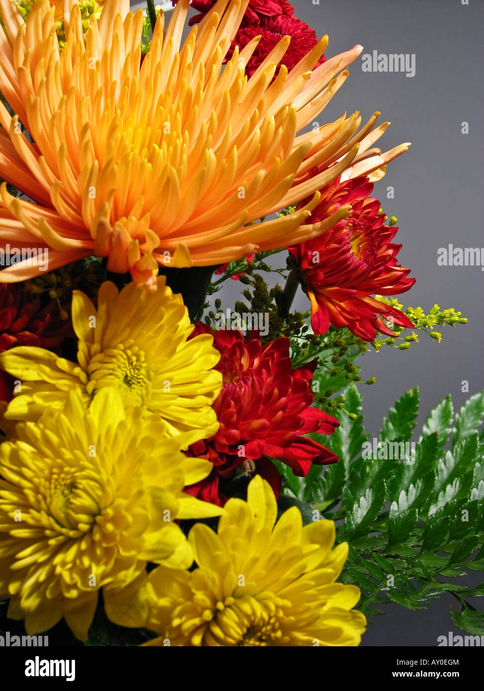 Primo piano di fiori gialli Crisantemi floreali nessuno da sfondo verticale laterale foto a colori dominanti ad alta risoluzione Foto Stock