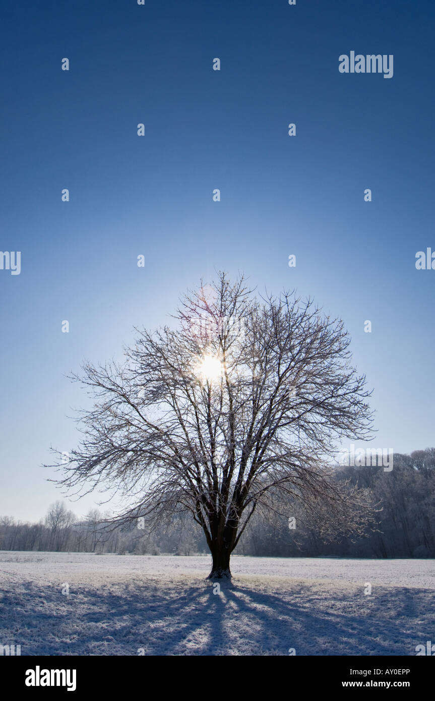 Sun scoppio attraverso i lembi della coperta di neve Tree Bullitt County Kentucky Foto Stock