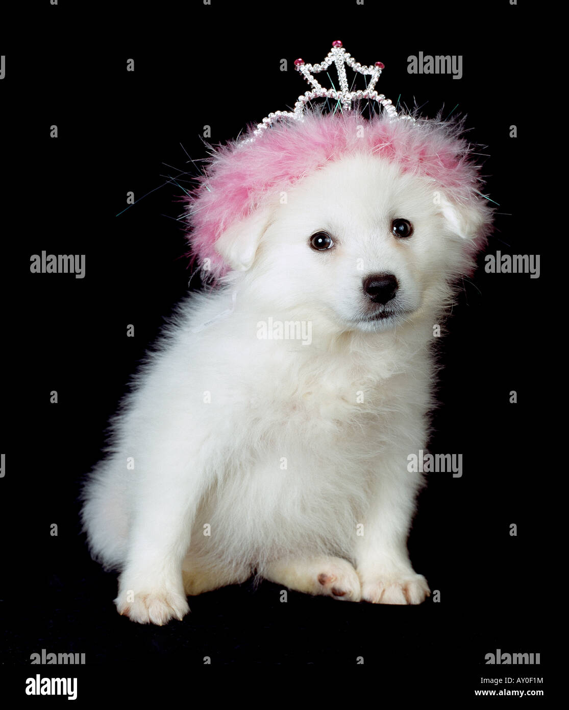 American eskimo cucciolo Foto Stock
