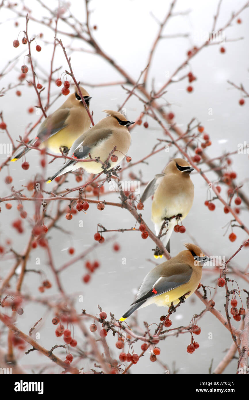 Il Cedar Waxwings appollaiato in Crabapple bacche e neve - Verticale Foto Stock