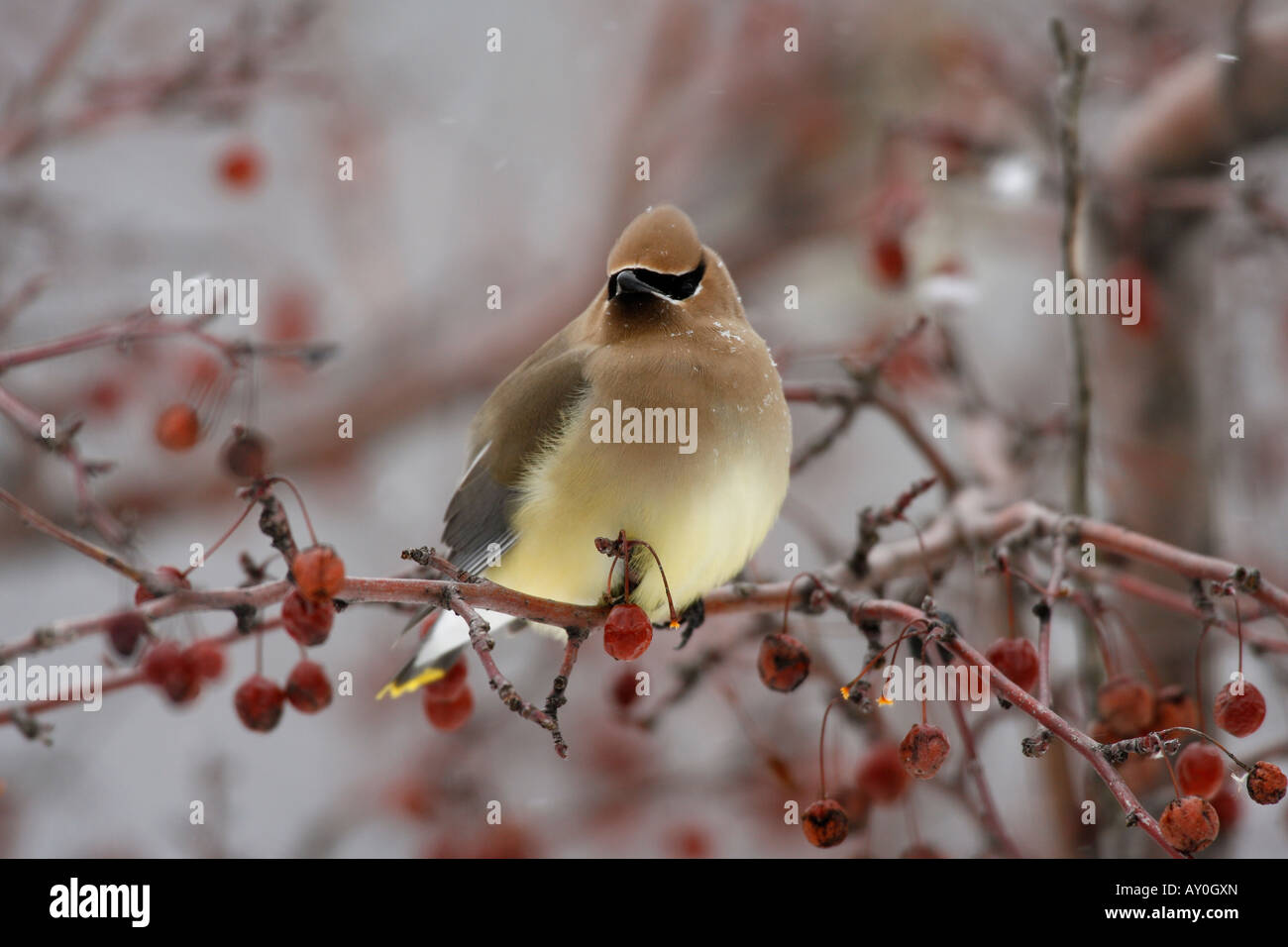 Il Cedar Waxwing appollaiato in Crabapple bacche Foto Stock