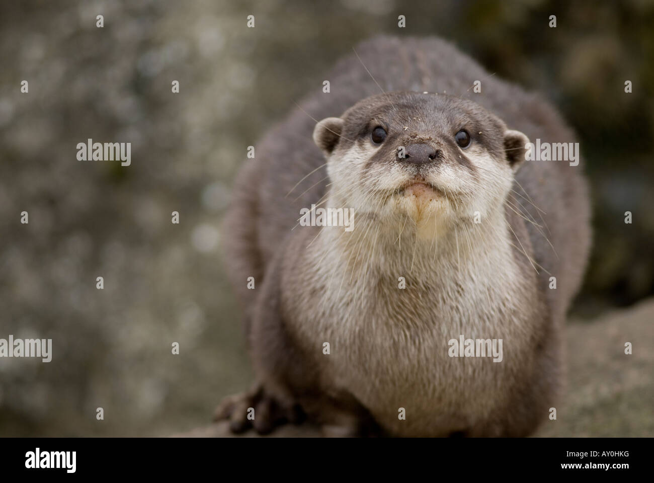 Asian Short-Clawed Otter Aonyx cinerea conosciuta anche come la Oriental piccola Lontra artiglio Foto Stock