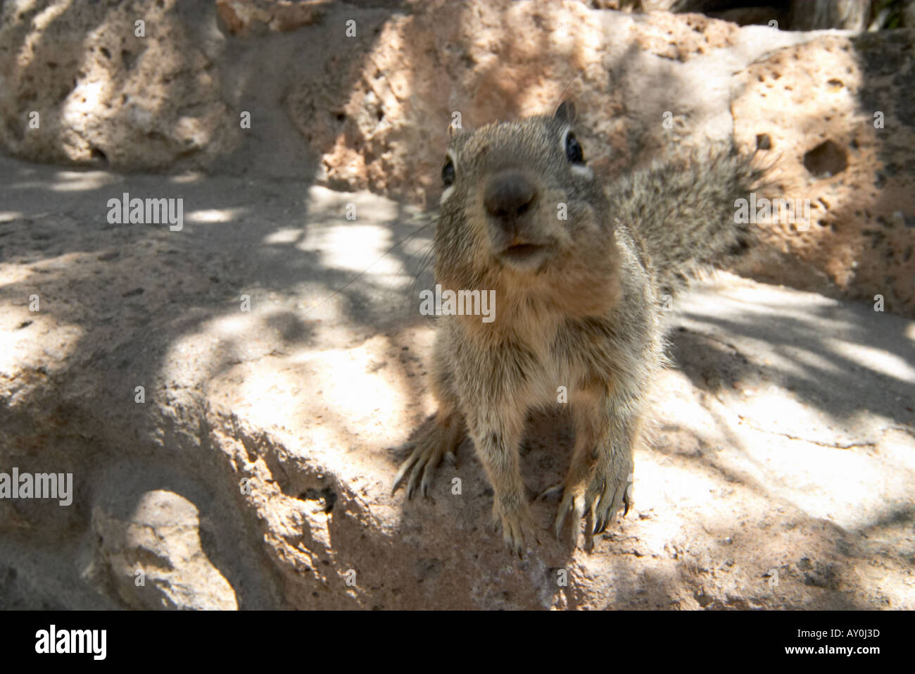 Scoiattolo curioso Foto Stock