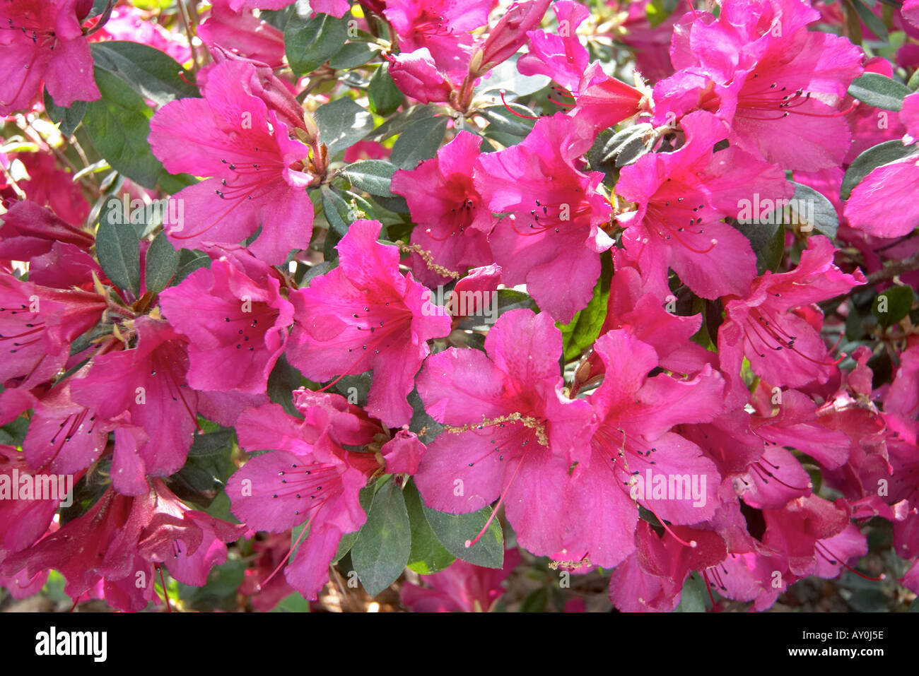 fiori rosa Foto Stock