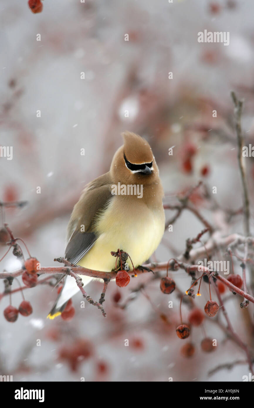 Il Cedar Waxwing appollaiato in Crabapple bacche e neve - Verticale Foto Stock