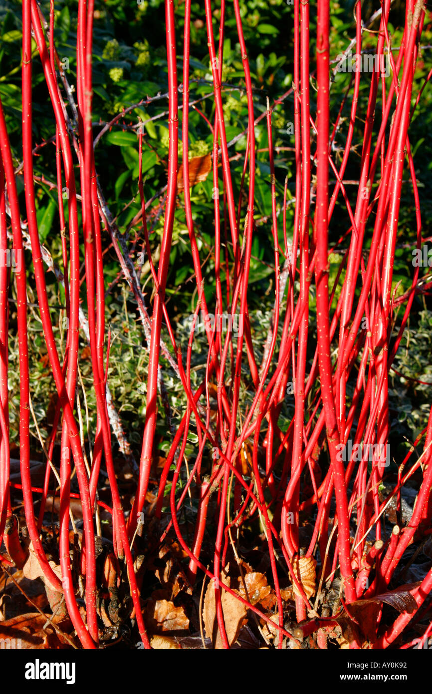Steli rosso del giardino arbusto Cornus alba Sibirica o il rosso abbaiato Sanguinello o rosso derivava Sanguinello in inverno Foto Stock